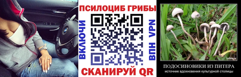 Галлюциногенные грибы Psilocybine cubensis  где купить наркоту  Гусев 